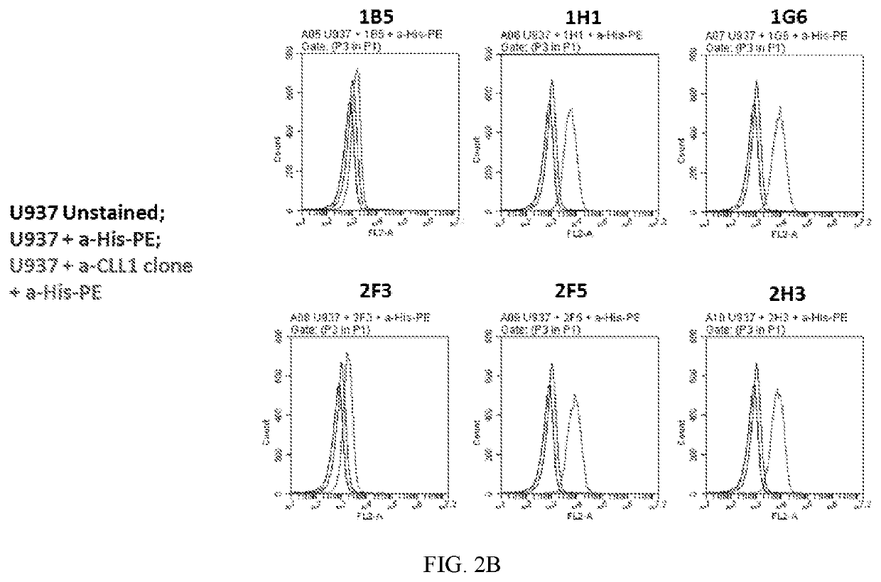 Single domain antibodies against cll-1