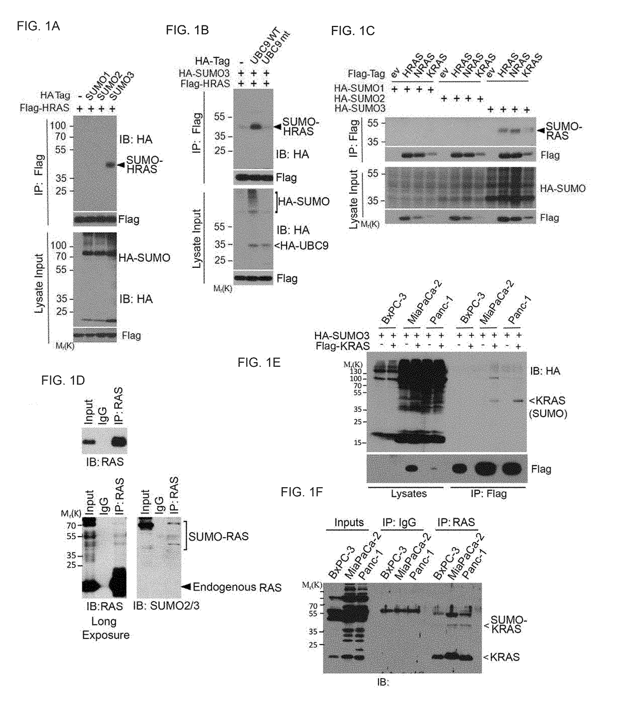 Compositions and Methods For the Modulation of Ras Proteins