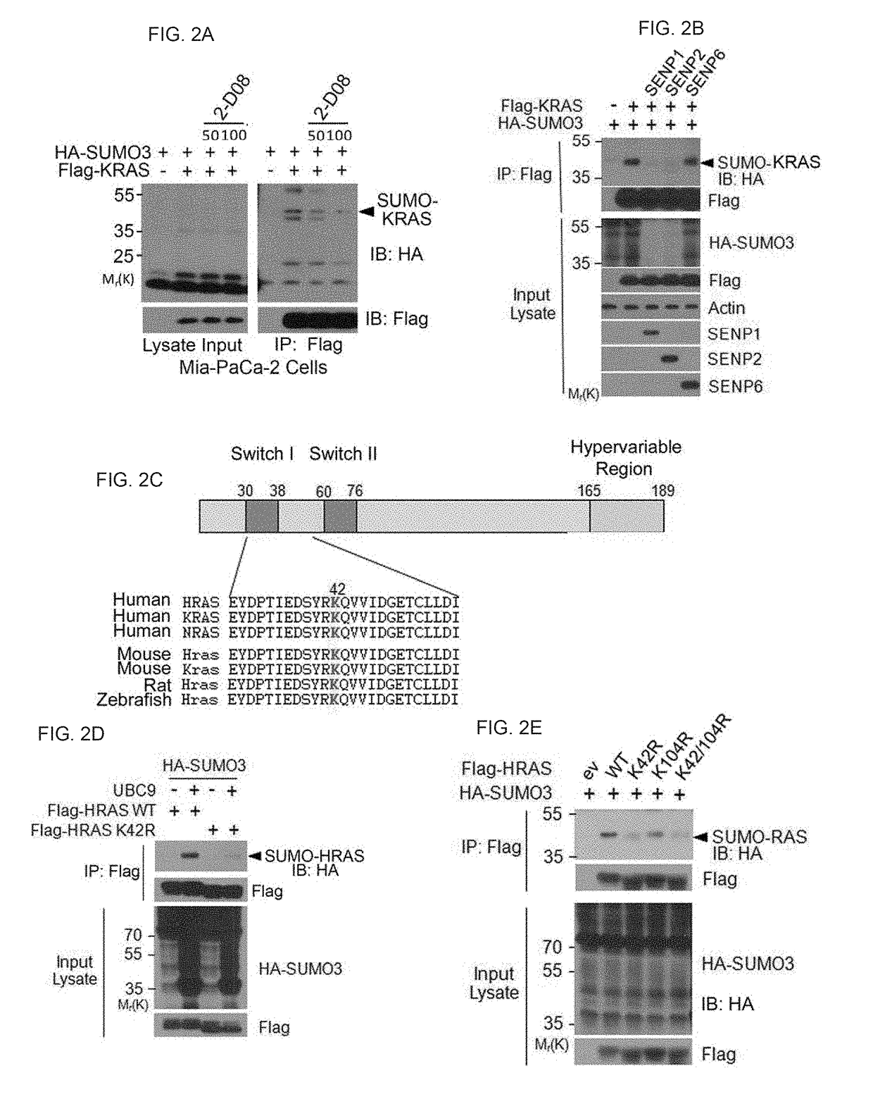 Compositions and Methods For the Modulation of Ras Proteins