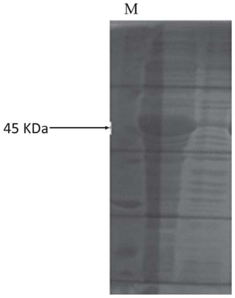 Monoclonal antibody of anti-SARS-CoV-2 nucleocapsid protein and application