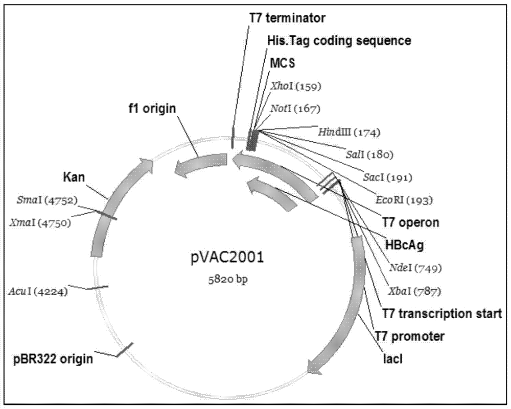 A method for purifying prokaryotic cells expressing virus-like particles