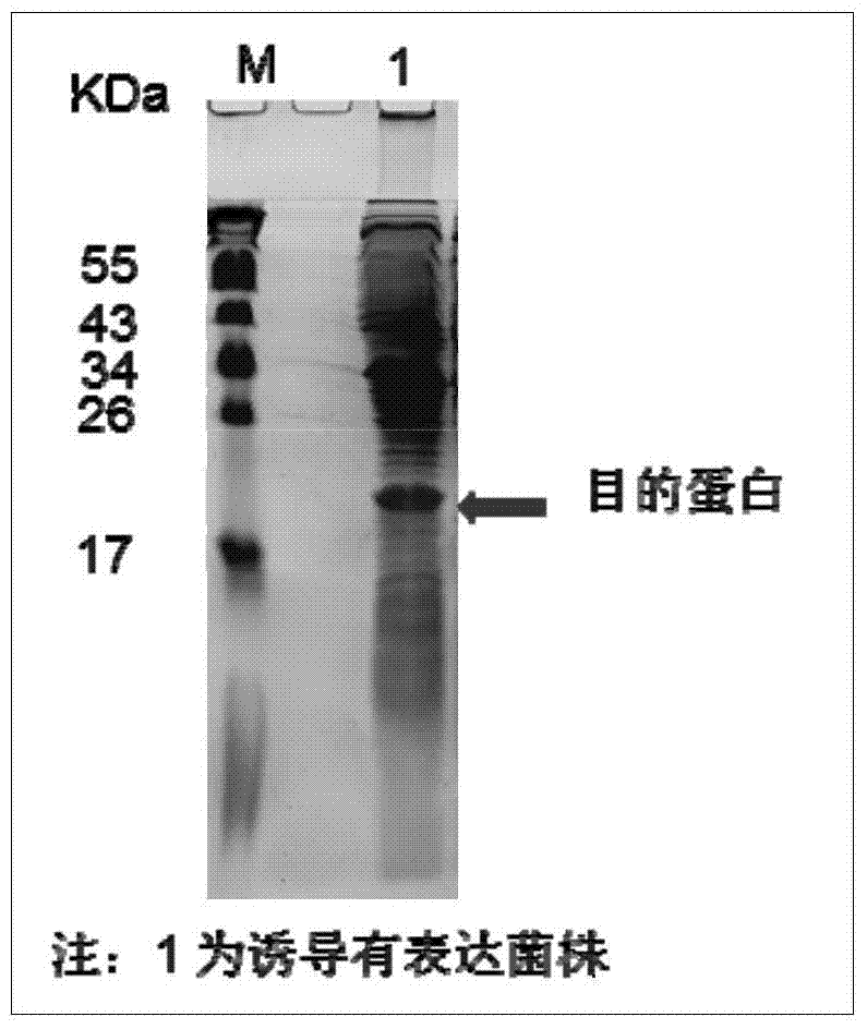 A method for purifying prokaryotic cells expressing virus-like particles