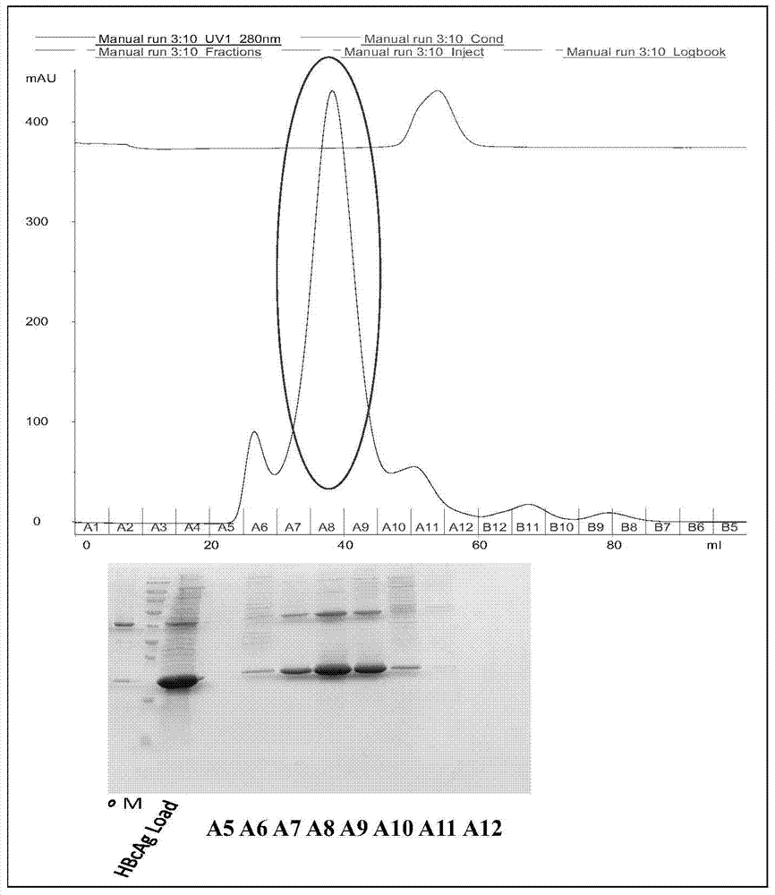 A method for purifying prokaryotic cells expressing virus-like particles