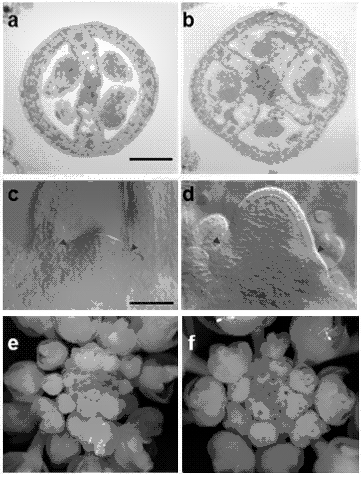 Method for interfering plant endogenous CLE family polypeptide hormone and antagonist polypeptide for small molecule polypeptide hormone