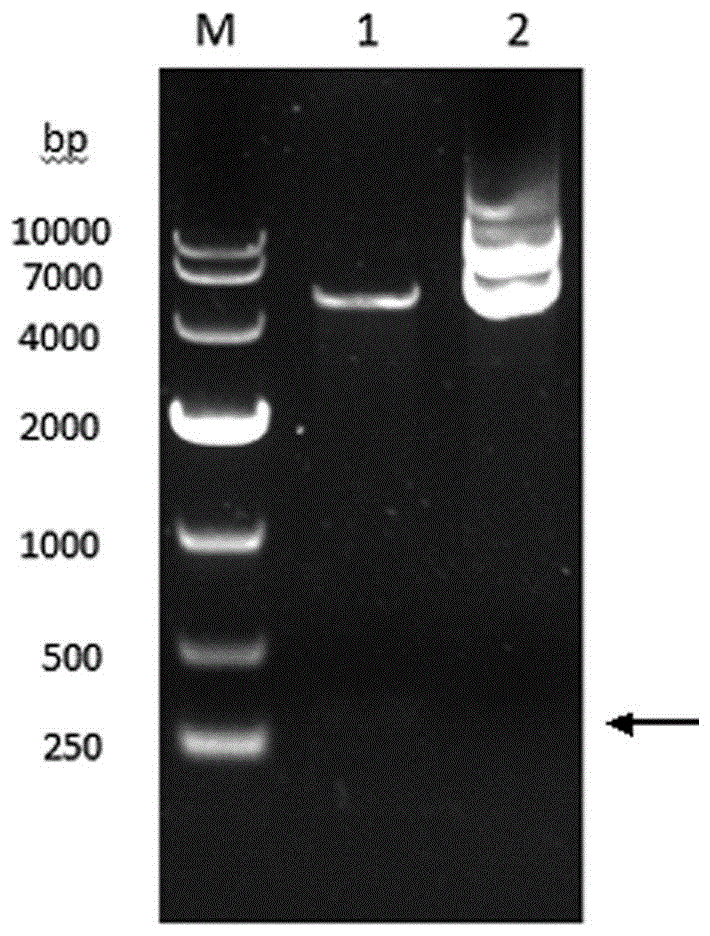 Preparation and application of echovirus type 1 VP1 protein specific antigen epitope and fusion protein thereof