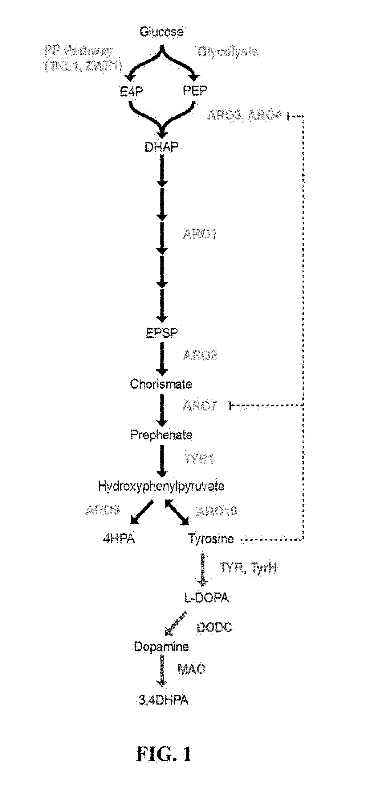 Benzylisoquinoline Alkaloid (BIA) Precursor Producing Microbes, and Methods of Making and Using the Same