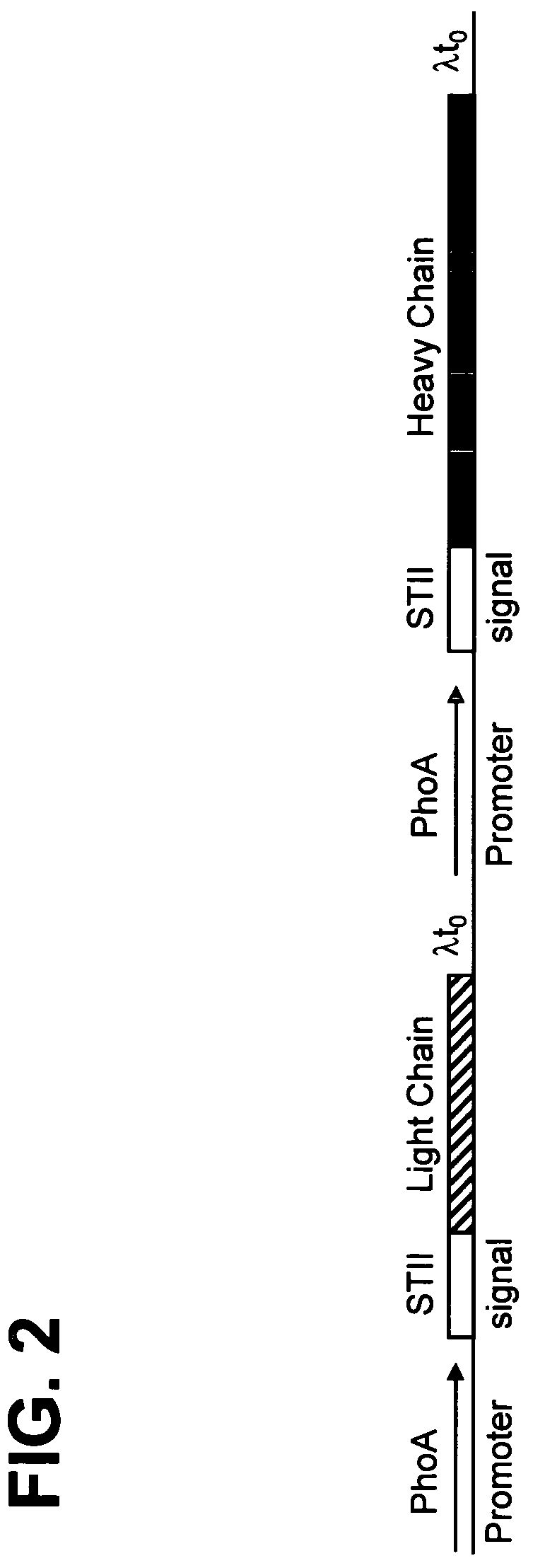 Methods for producing humanized antibodies and improving yield of antibodies or antigen binding fragments in cell culture