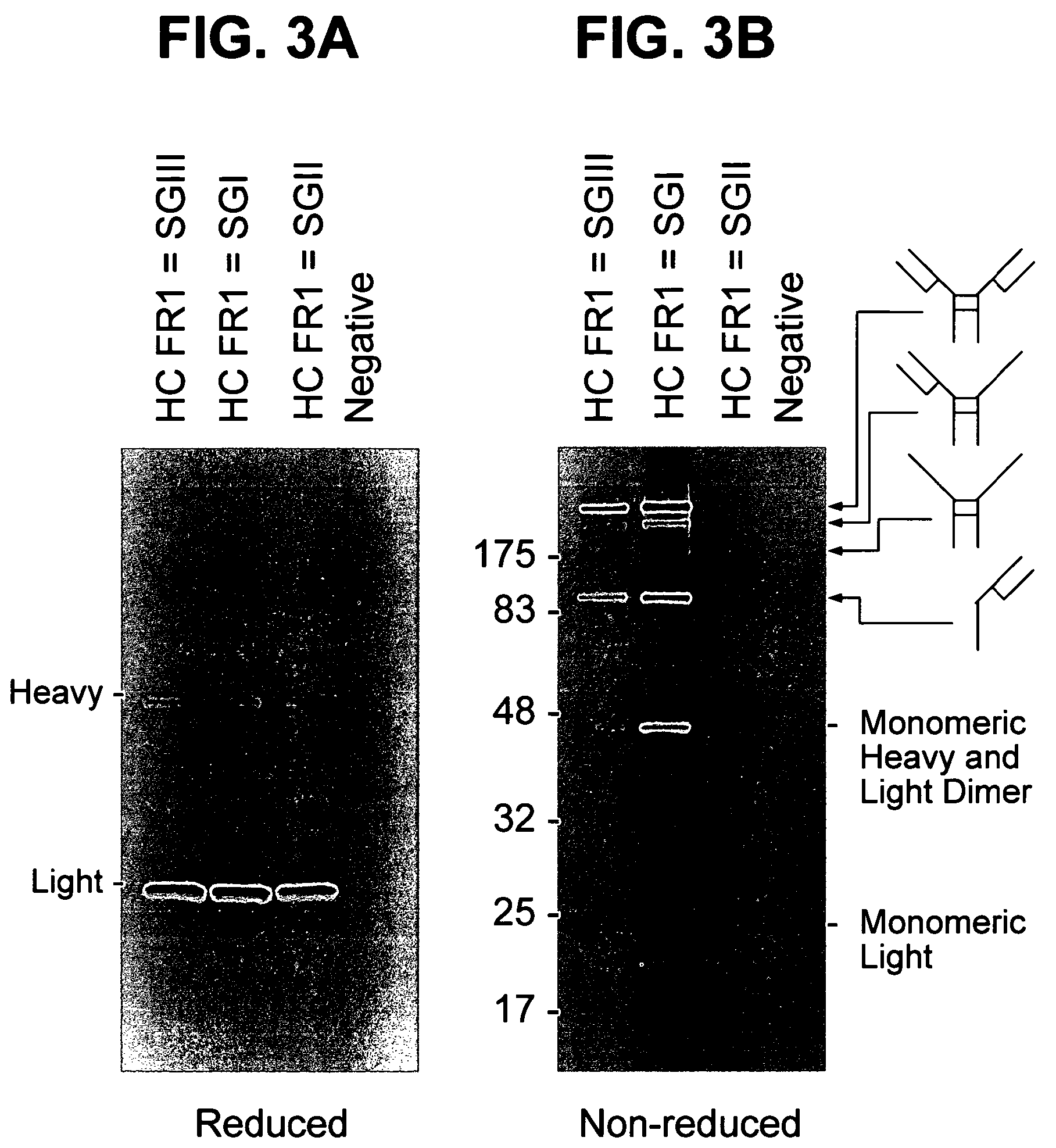 Methods for producing humanized antibodies and improving yield of antibodies or antigen binding fragments in cell culture