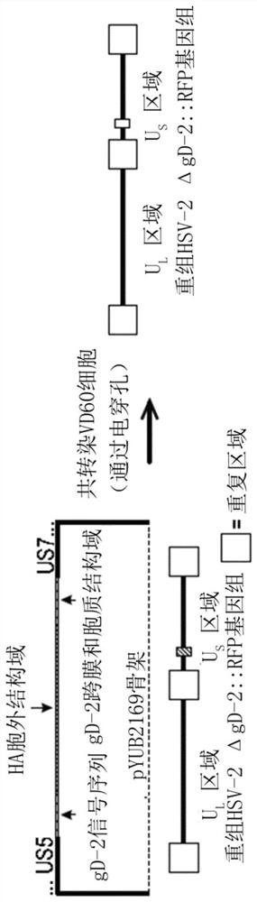 HSV-2-DELTA-gD VACCINES AND METHODS FOR THEIR PRODUCTION AND USE