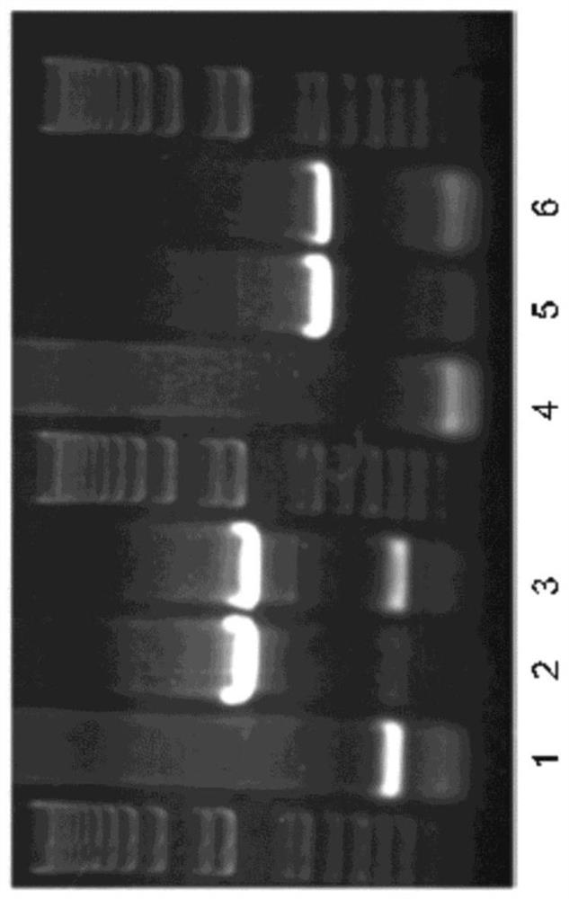 HSV-2-DELTA-gD VACCINES AND METHODS FOR THEIR PRODUCTION AND USE