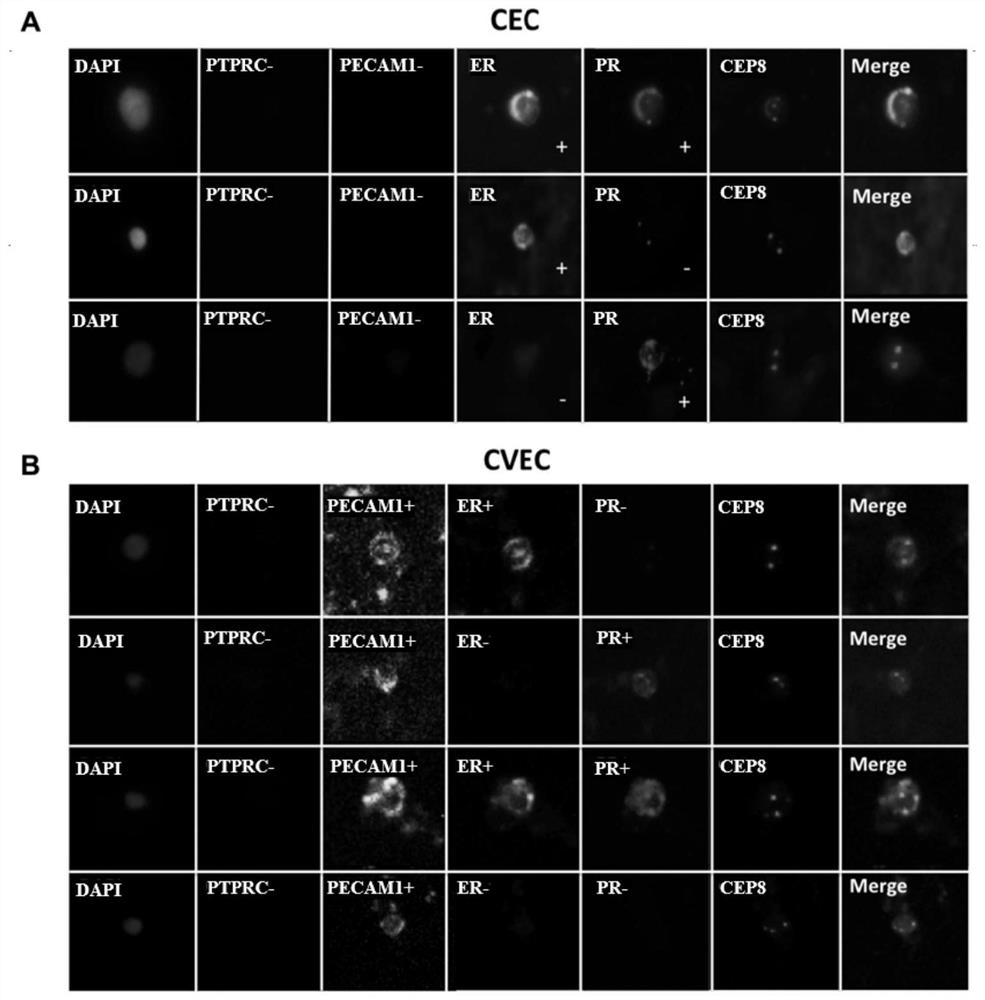 Method for identifying peripheral blood circulation endometrial cells and application