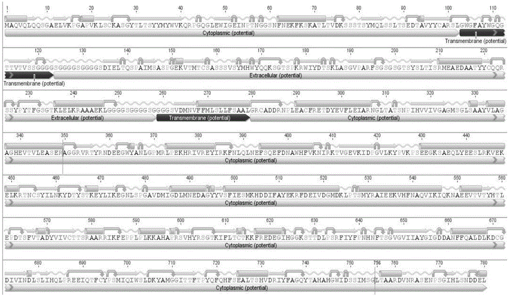 Anti-IL-4R single-chain antibody and snake venom L-amino acid oxidase fusion protein and application thereof