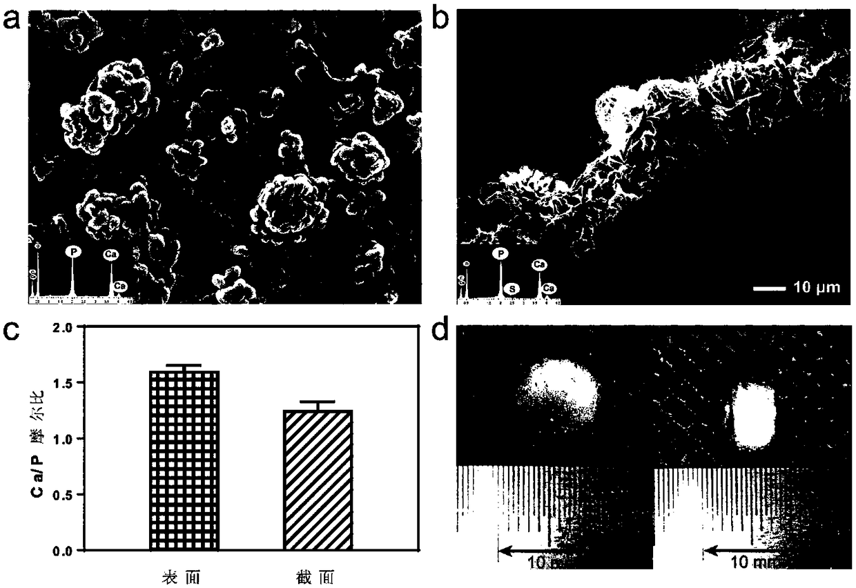 Mineralized bone tissue engineering scaffold and preparation method thereof