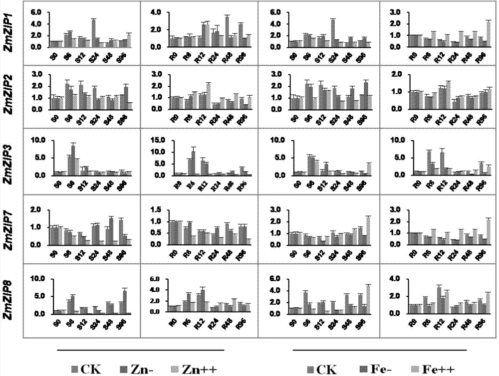 Zea mays zinc iron-regulated transporter ZmZIPs genes and applications thereof