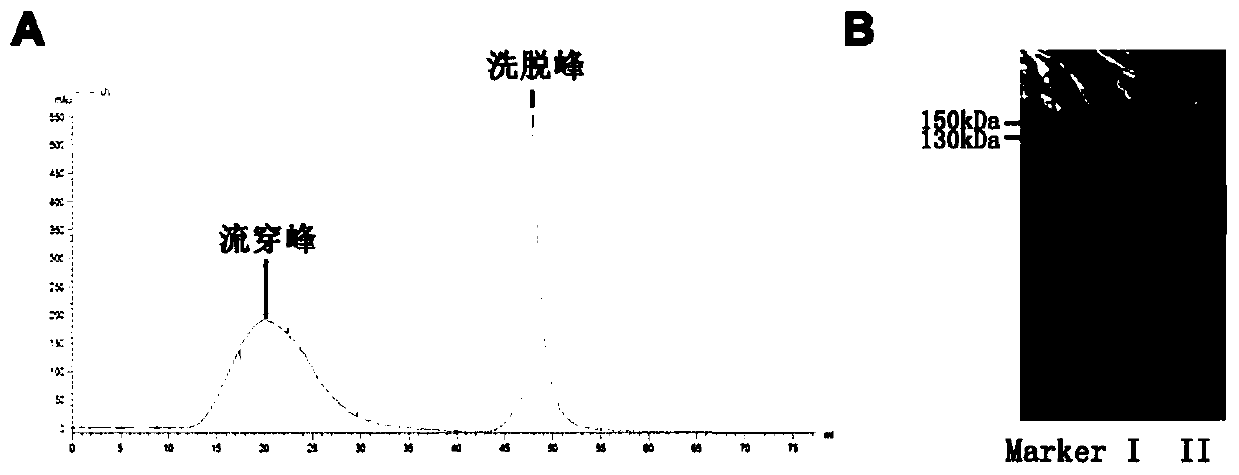 Neutral monoclonal antibodies for resisting GDF15 and application of neutral monoclonal antibodies for resisting GDF15