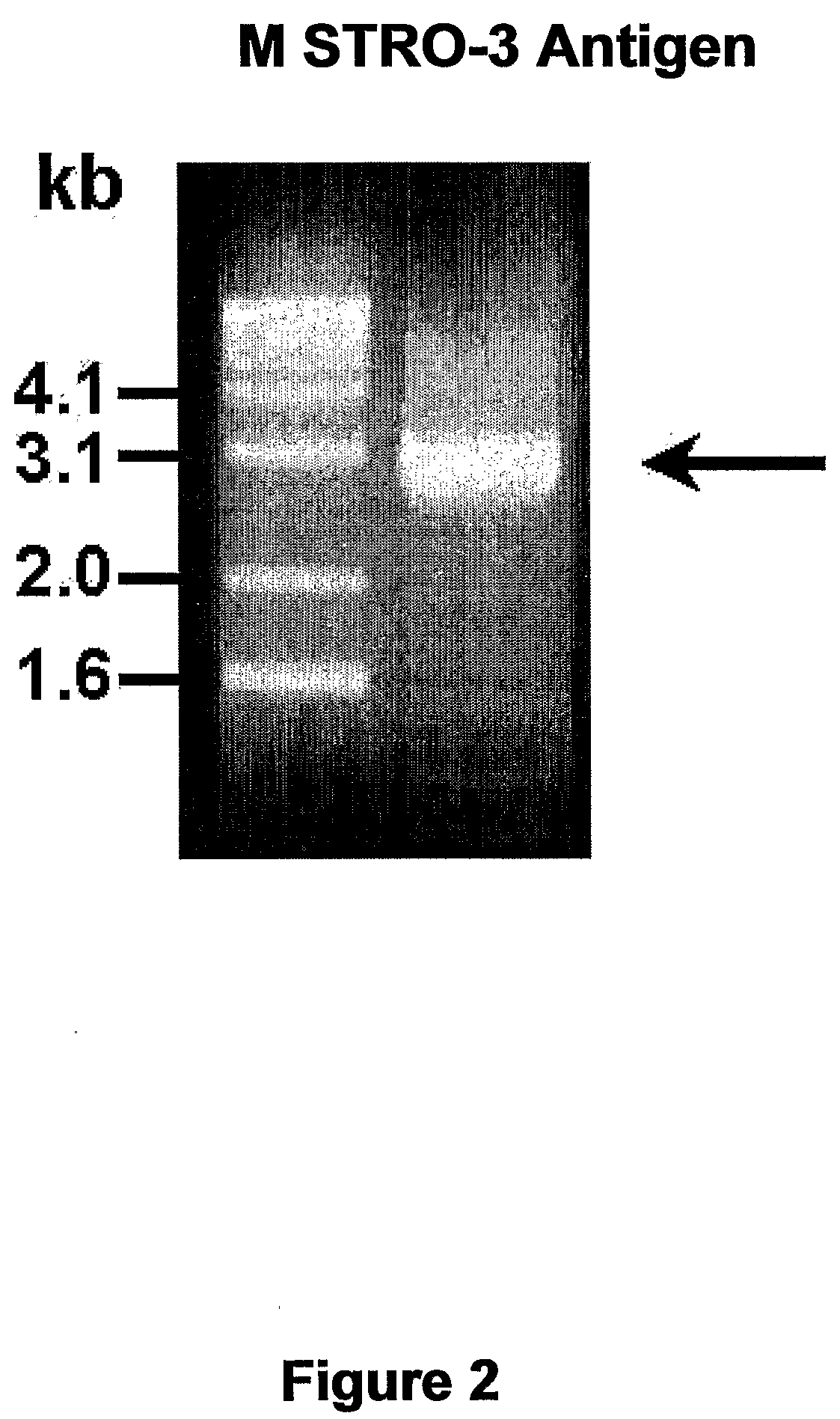 Isolation of adult multipotential cells by tissue non-specific alkaline phosphatase