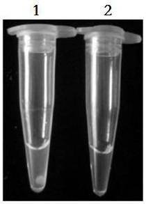 LAMP detection primer and LAMP detection reagent kit for orf viruses