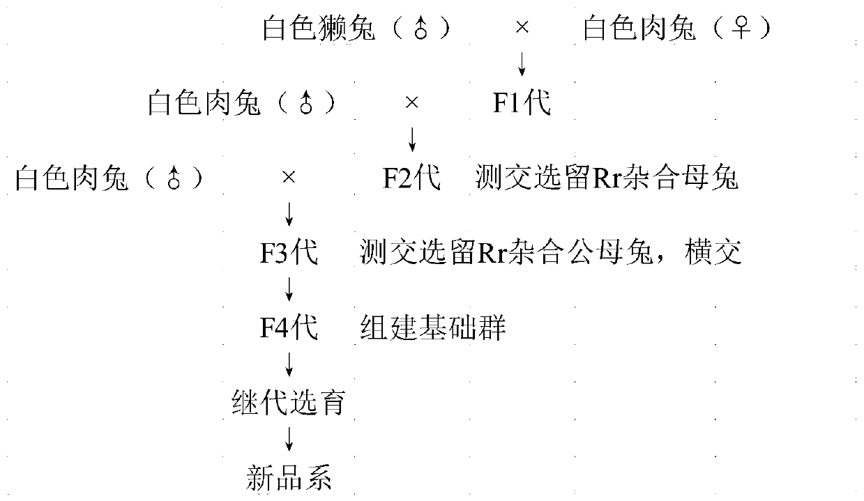 Cultivating method of general-purpose maternal sides of meat and skin dual-purpose rabbits and application of cultivating method