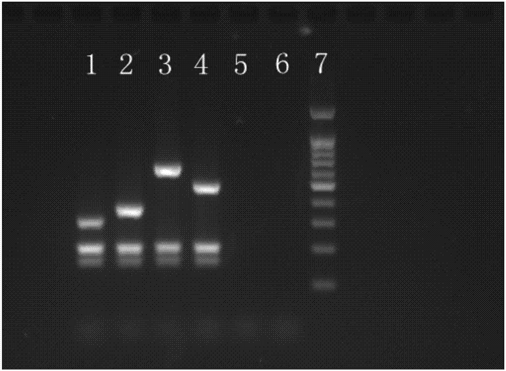 Multiplex-PCR primer group and kit for simultaneously identifying H5 subtype avian influenza viruses and NA subtypes thereof, and detection method