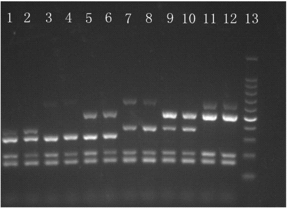 Multiplex-PCR primer group and kit for simultaneously identifying H5 subtype avian influenza viruses and NA subtypes thereof, and detection method