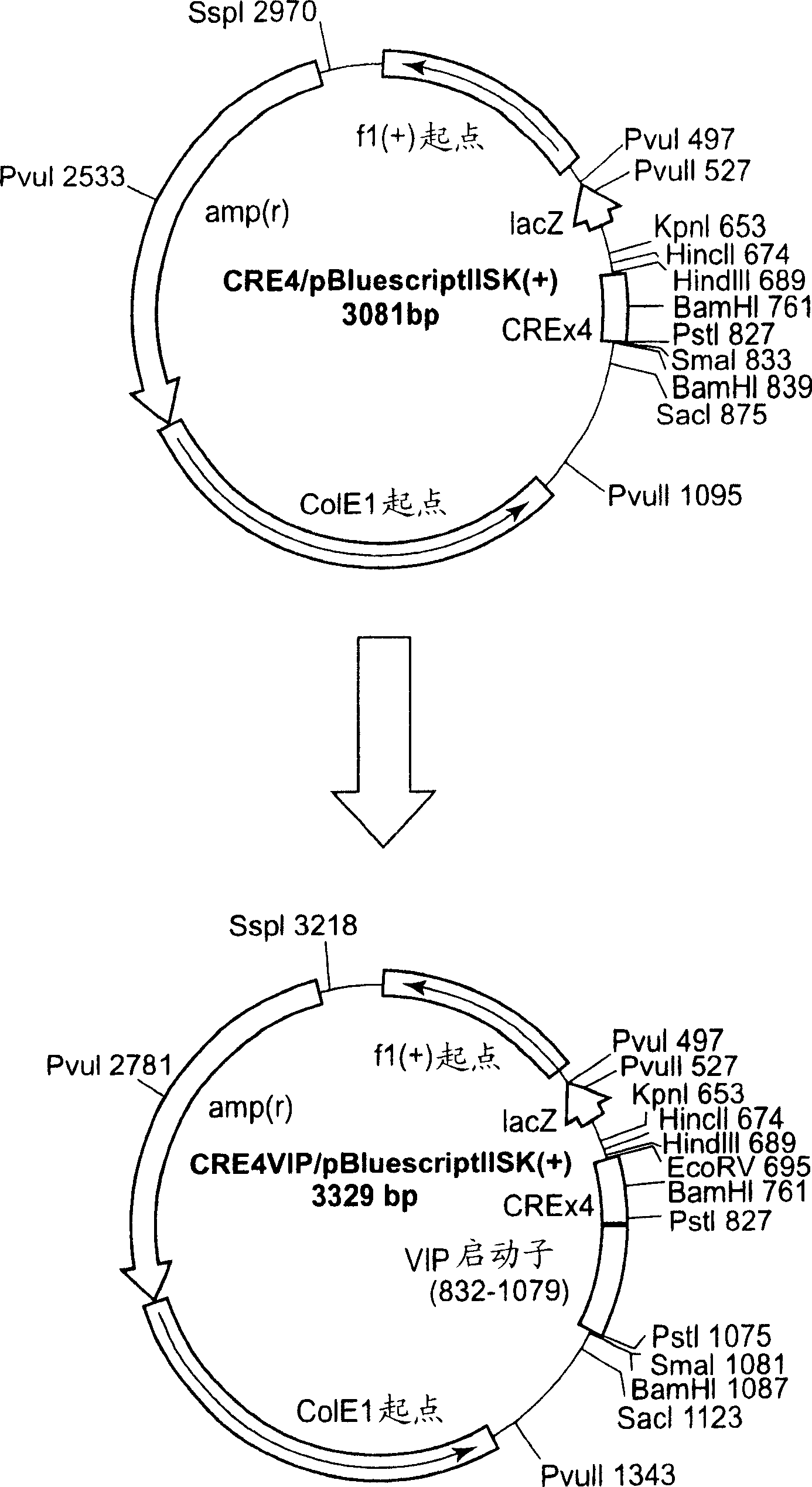 Screening method