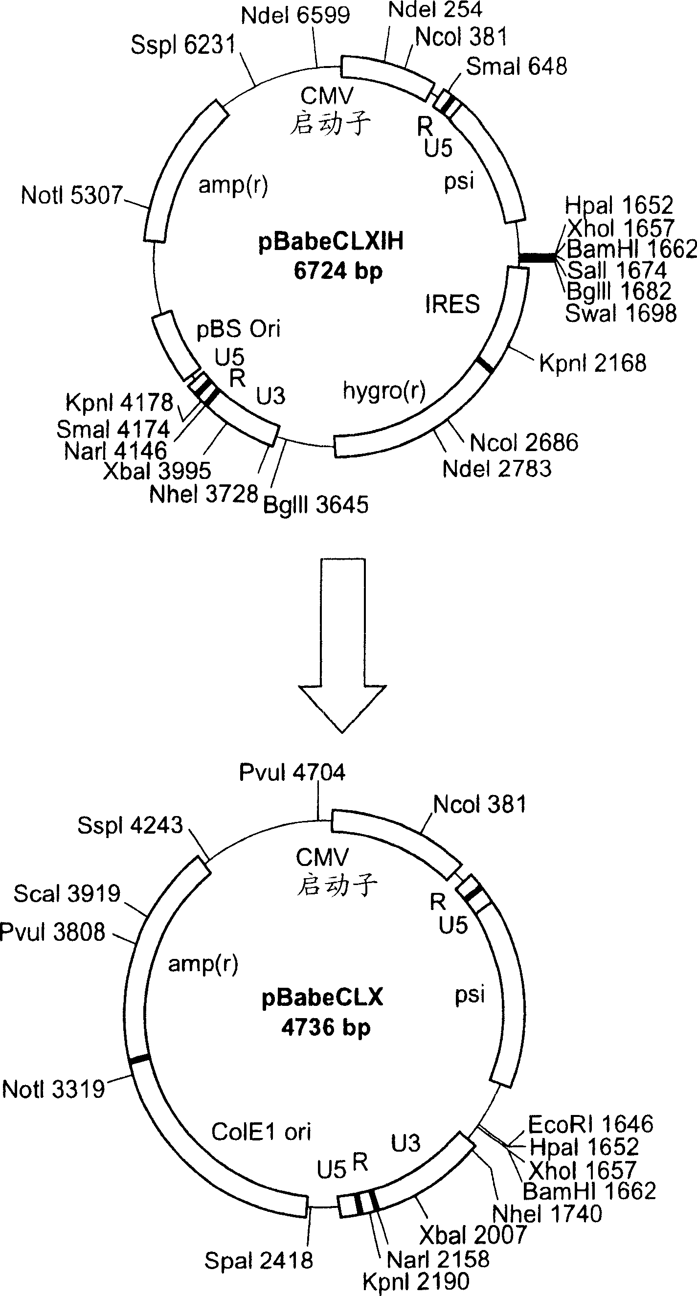 Screening method