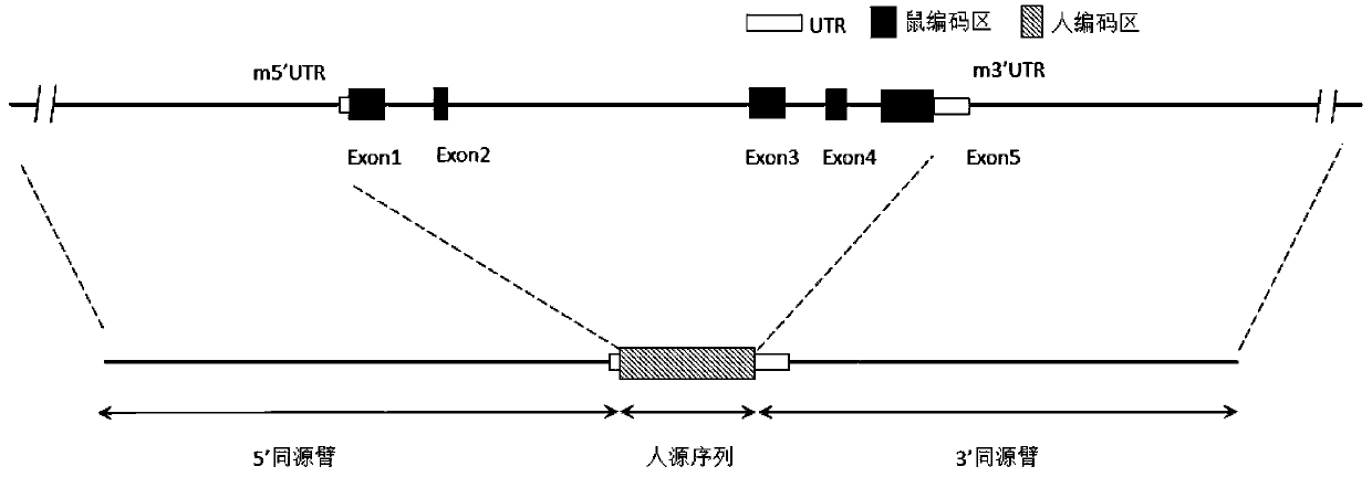 Construction method and application of non-human animal modified by humanized cell factor IL3 (interleukin3) gene