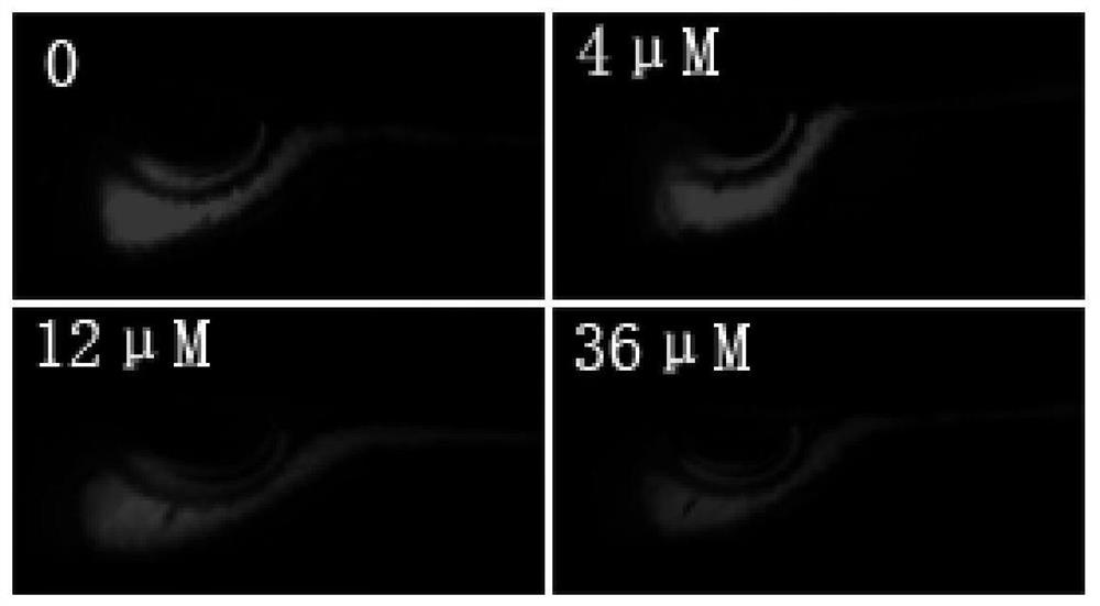 Application of bibenzyl compounds in the preparation of drugs for promoting gastrointestinal motility