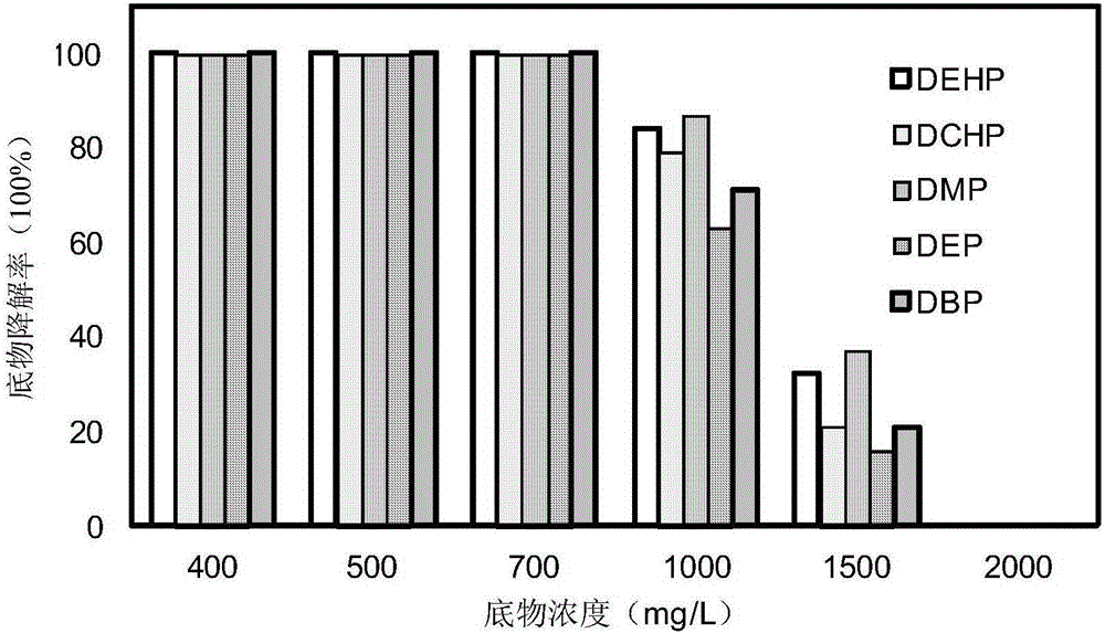 Gardenia alkanivorans YC-RL2 and application thereof