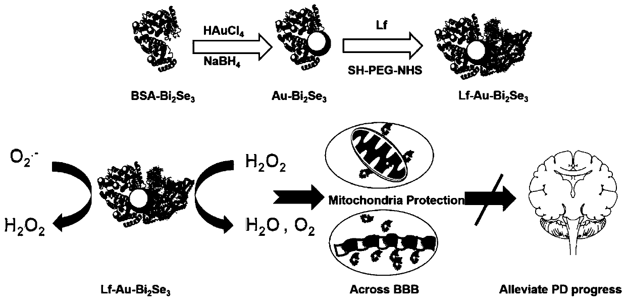 Lactoferritin-modified gold-bismuth selenide quantum dot material as well as preparation method and application thereof