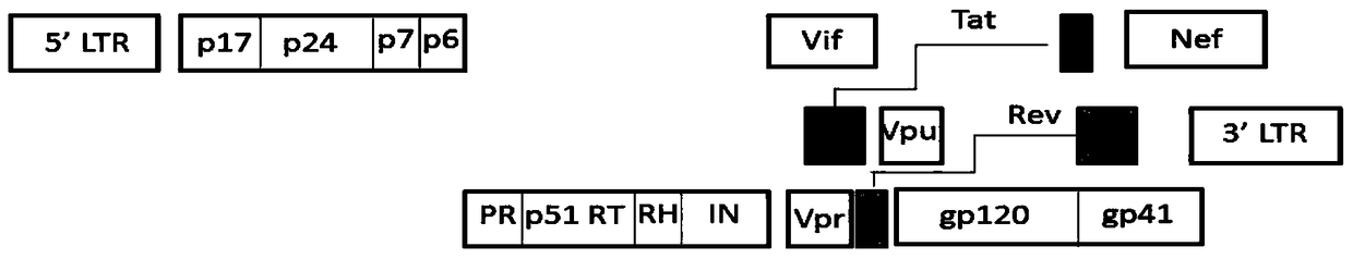 Coiled-coil structure protein 8 capable of inhibiting HIV-1 and its application