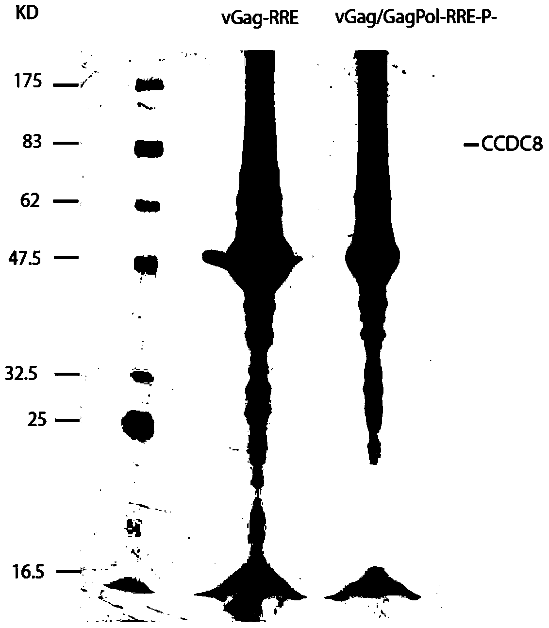 Coiled-coil structure protein 8 capable of inhibiting HIV-1 and its application