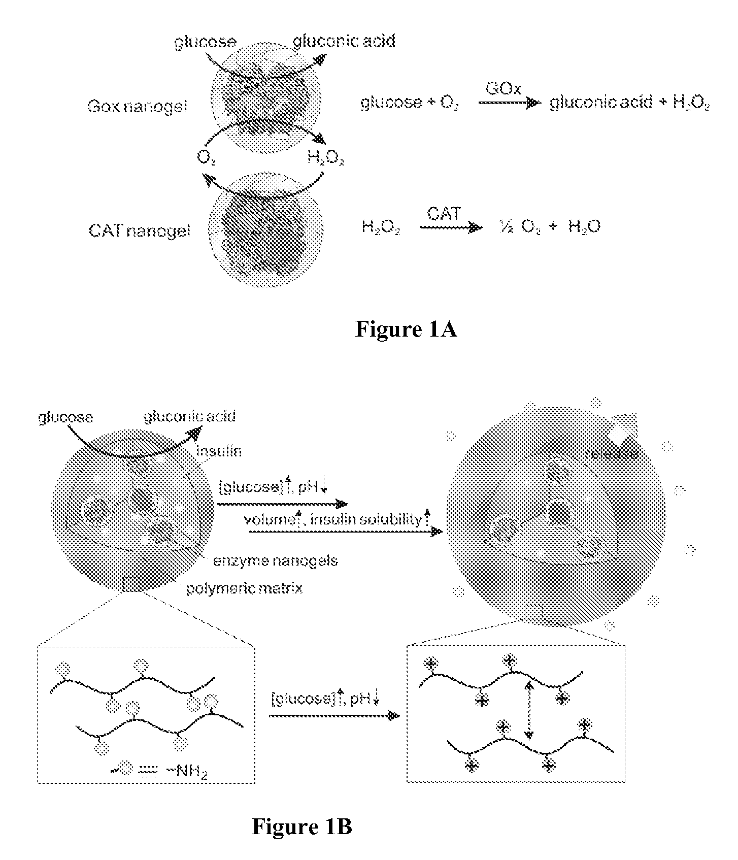 Glucose-responsive microgels for closed loop insulin delivery