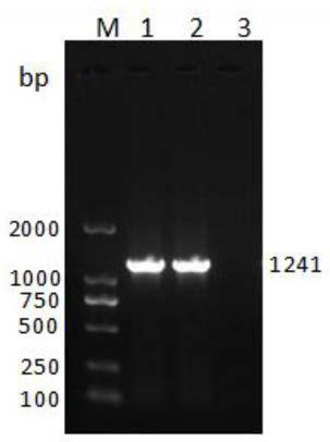 A kind of bovine coronavirus ELISA detection kit