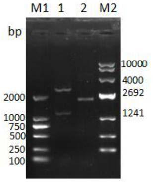 A kind of bovine coronavirus ELISA detection kit