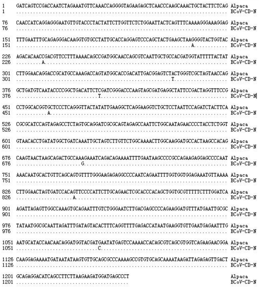 A kind of bovine coronavirus ELISA detection kit