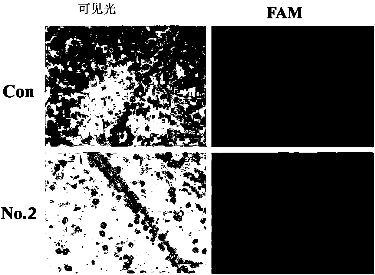 ssDNA aptamer capable of identifying and combining with vibrio alginolyticus and application thereof