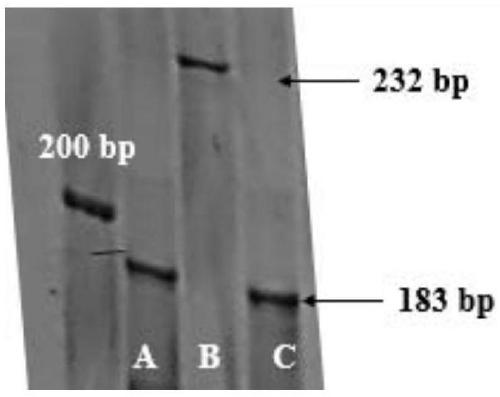 Development and application of purple gene marker for controlling capsicum green fruit