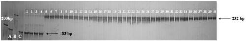 Development and application of purple gene marker for controlling capsicum green fruit