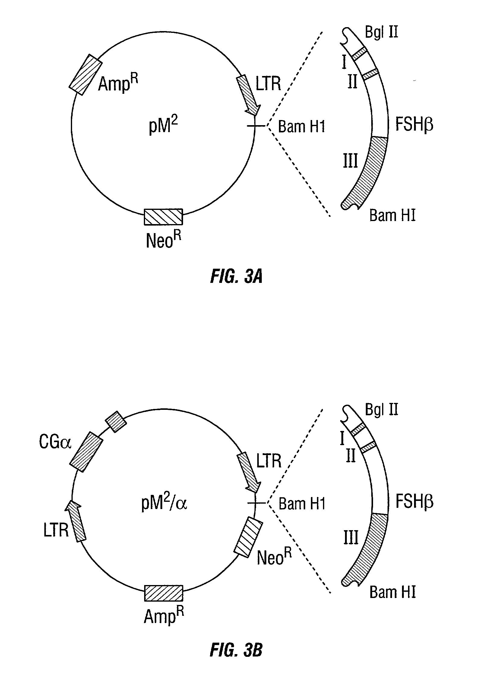 Follicle stimulating hormone-glycosylation analogs