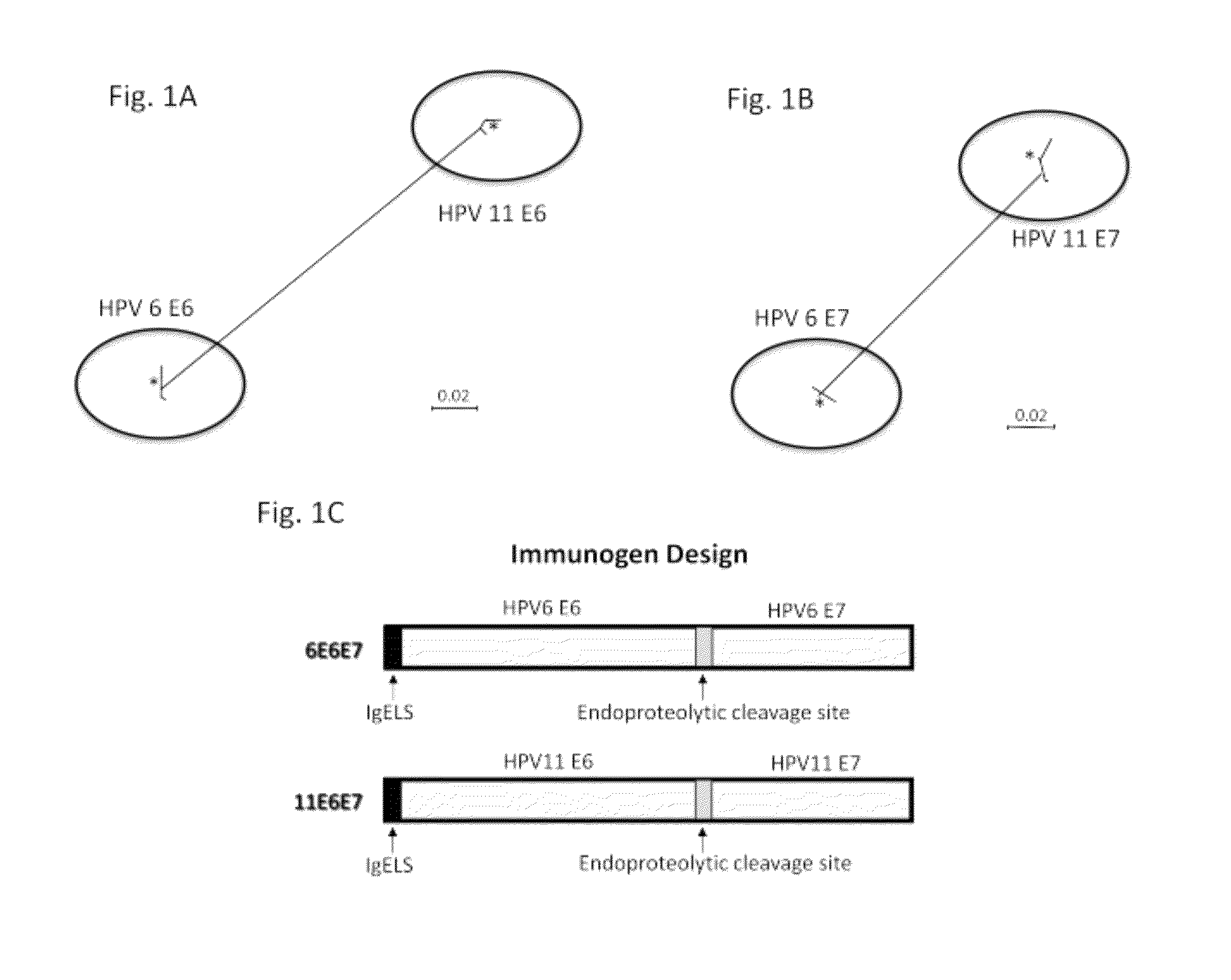 Vaccines for human papilloma virus and methods for using the same