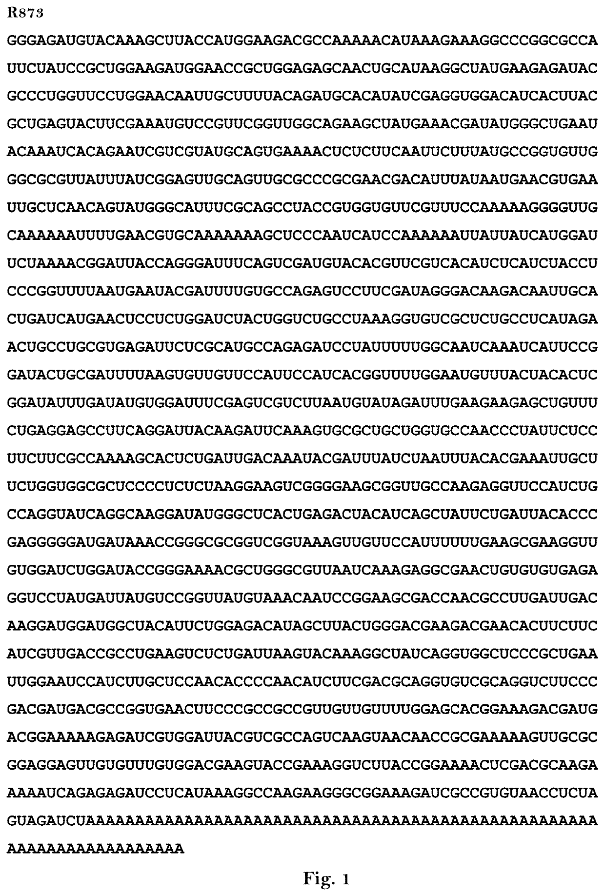 Modified RNA with decreased immunostimulatory properties