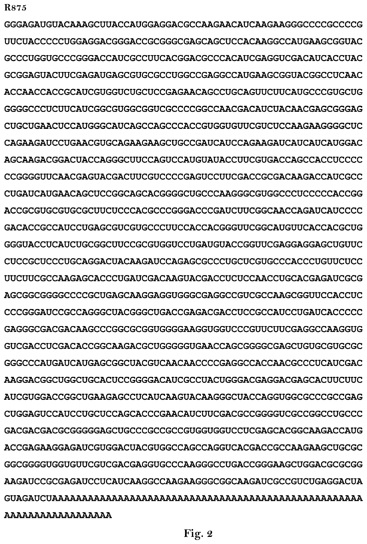 Modified RNA with decreased immunostimulatory properties