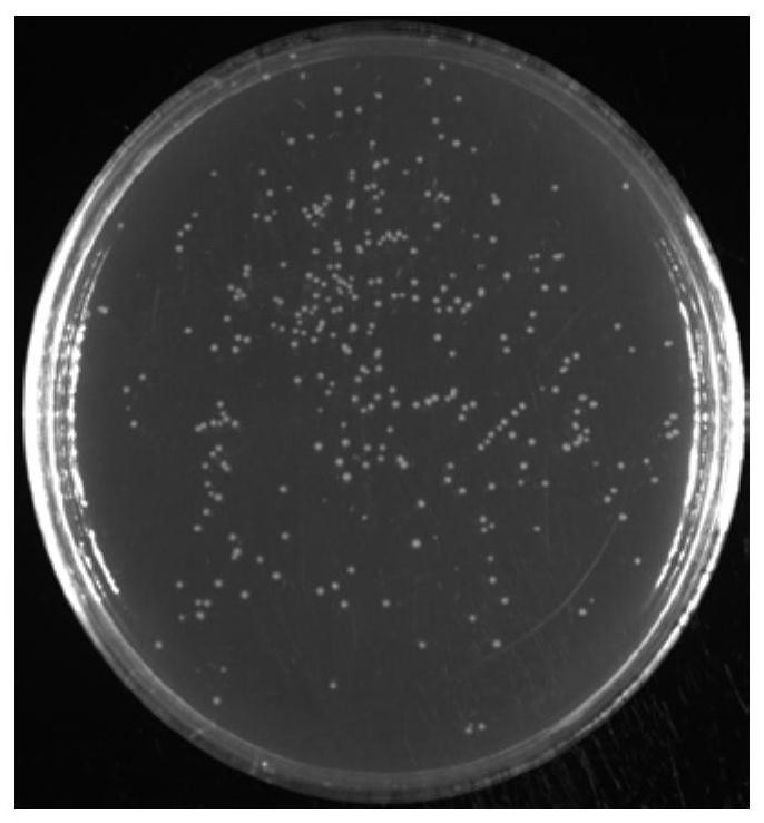 Humulus pollen recombinant vaccine and preparation method thereof