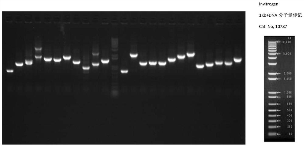 Humulus pollen recombinant vaccine and preparation method thereof