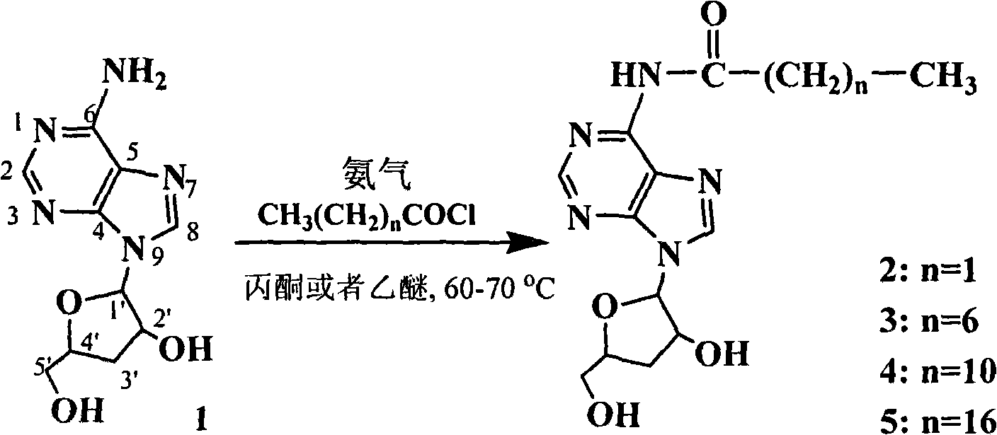 New process for synthesizing N-alkanoyl cordycepin serving as cordycepin derivative by one-step method