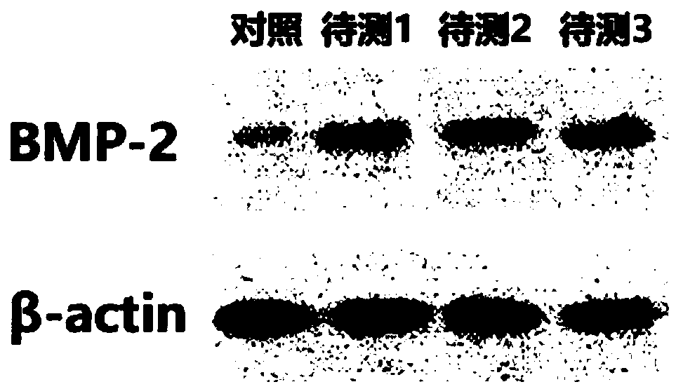 Bone morphogenetic protein 2 activators and application of same to promotion of osteogenic differentiation of mesenchymal stem cells