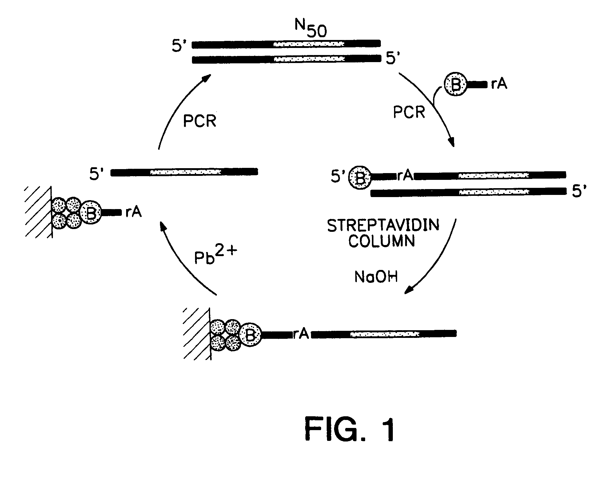 Enzymatic DNA molecules