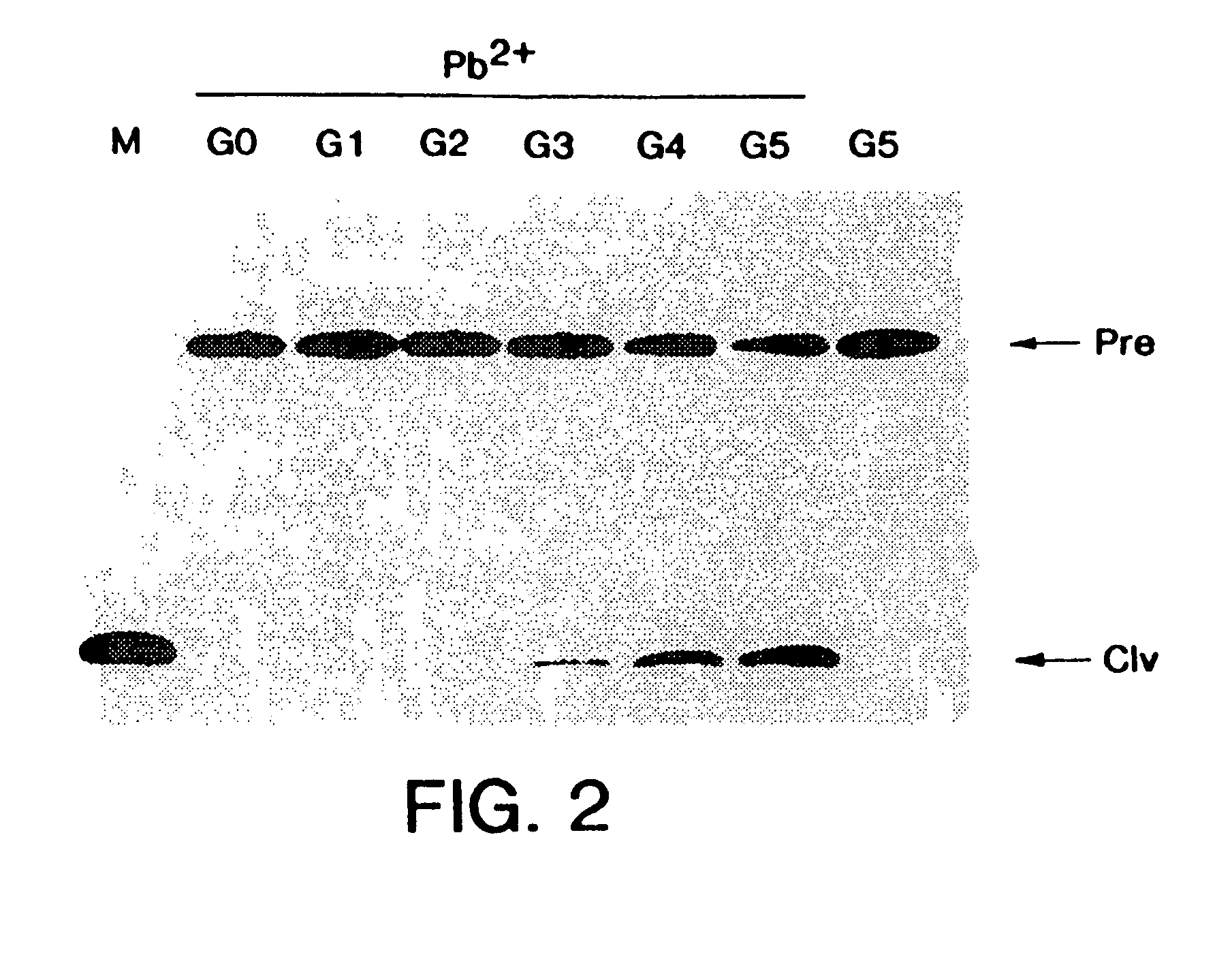 Enzymatic DNA molecules