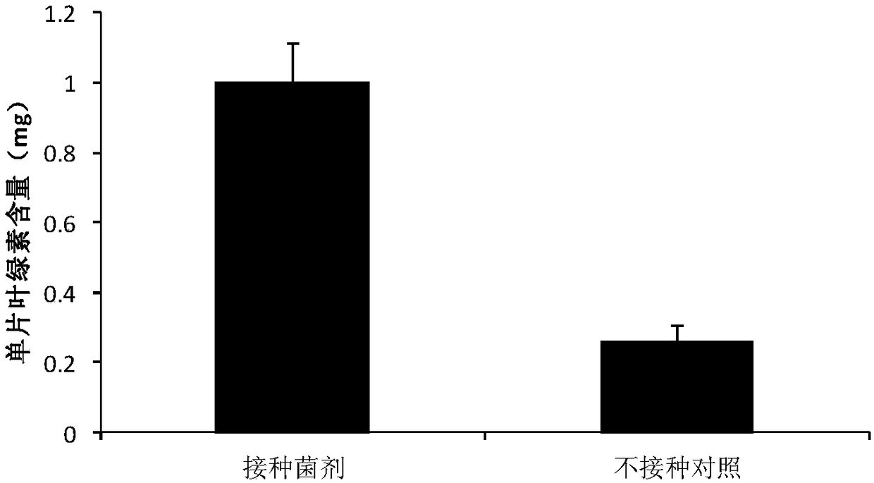 Arbuscular mycorrhizal fungus bacterial agent as well as preparation method and application thereof